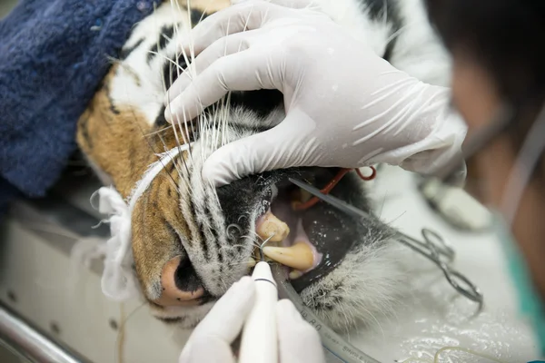 Dierenarts is tijger schalen — Stockfoto