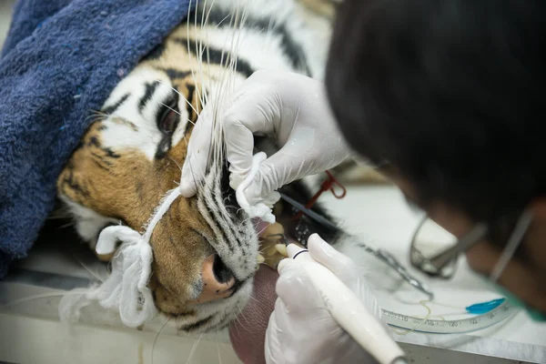 Tierarzt klettert Tiger — Stockfoto