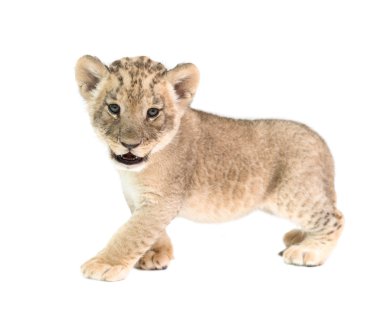 baby lion isolated on white background clipart