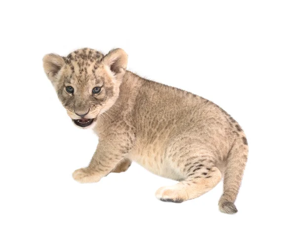 Löwenbaby isoliert auf weißem Hintergrund — Stockfoto