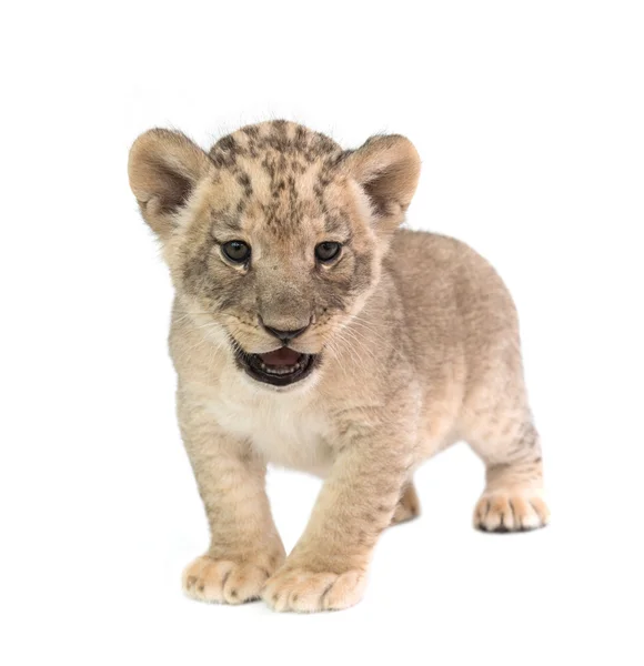 Leão bebê isolado no fundo branco — Fotografia de Stock