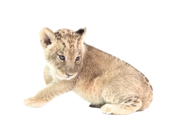 Beyaz arka plan üzerinde izole bebek aslan — Stok fotoğraf
