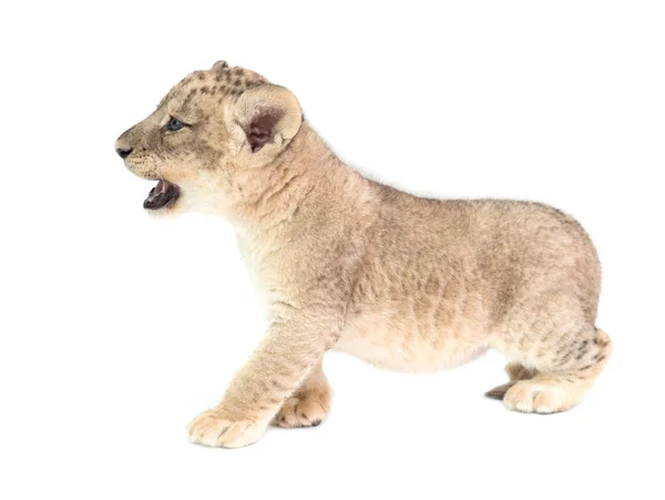 Bebé león aislado sobre fondo blanco — Foto de Stock