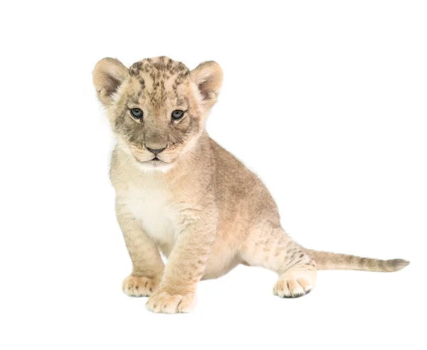 Baby lion isolated on white background — Stock Photo, Image