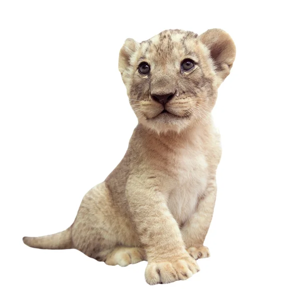 Bebé león aislado sobre fondo blanco —  Fotos de Stock