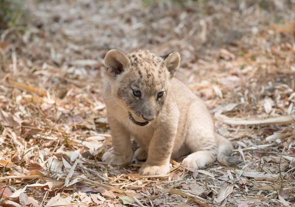 Cub of lion — Stock Photo, Image