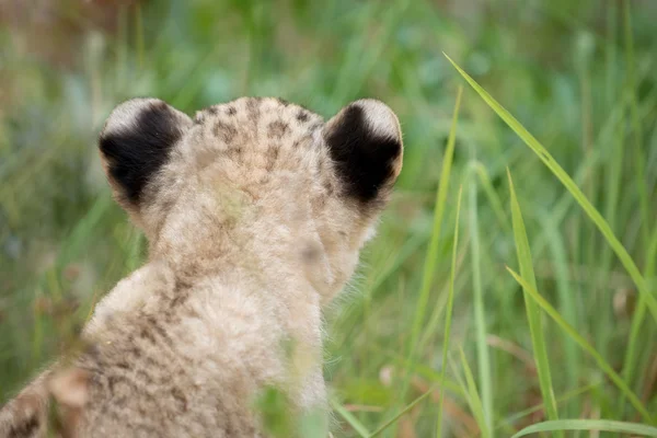 Welp van Leeuw — Stockfoto