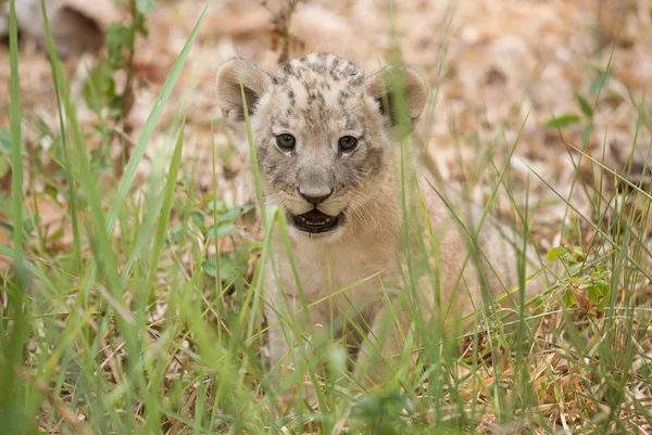 Cub of lion — Stock Photo, Image