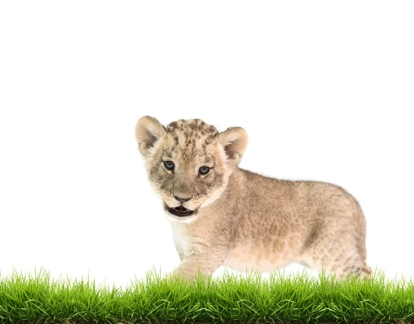 Leão bebé (panthera leo) isolado — Fotografia de Stock