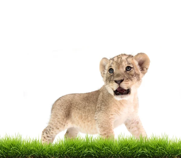 Leão bebé (panthera leo) isolado — Fotografia de Stock