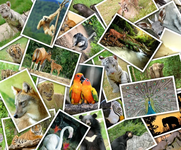 Photos d'animaux empilés sur la table — Photo