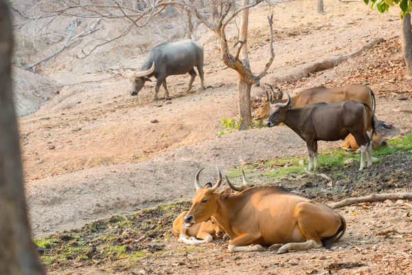 Banteng (Bos javanicus) — Stockfoto