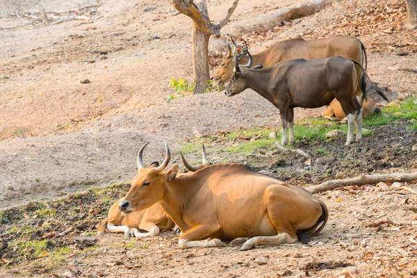 Banteng (Bos javanicus) — Foto Stock