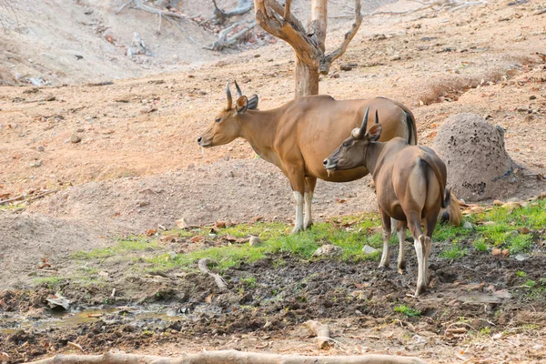 Banteng (Bos javanicus) —  Fotos de Stock