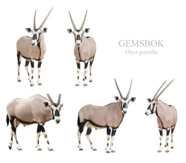 Gemsbok veya Afrika antilobu