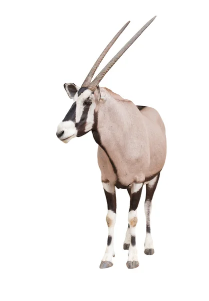 Gemsbok або oryx — стокове фото