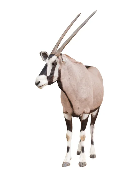 Gemsbok or oryx — Stock Photo, Image