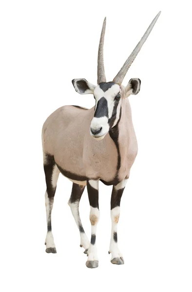 Přímorožec nebo oryx — Stock fotografie