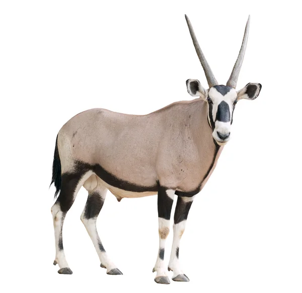 Gemsbok ou oryx — Fotografia de Stock