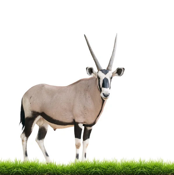 Gemsbok atau oryx — Stok Foto