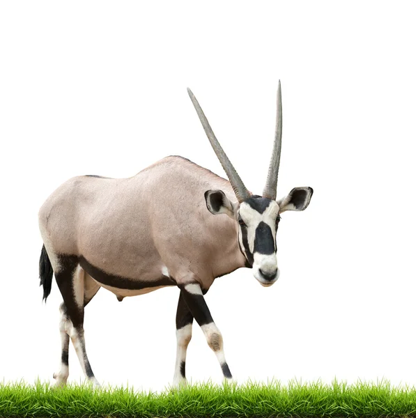 Gemsbok of oryx — Stockfoto