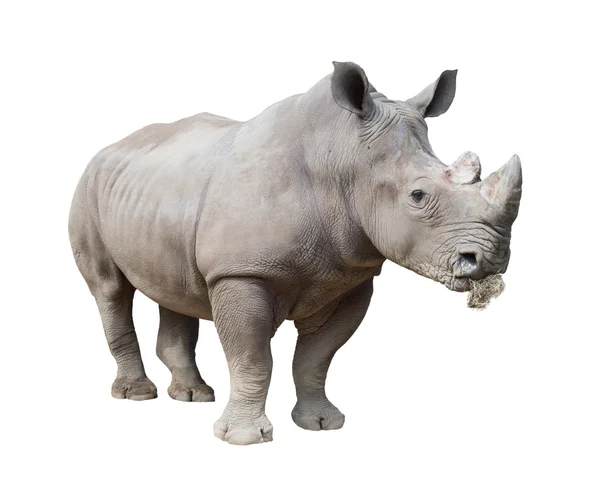 Nosorożec biały, nosorożec kwadrat na białym tle — Zdjęcie stockowe