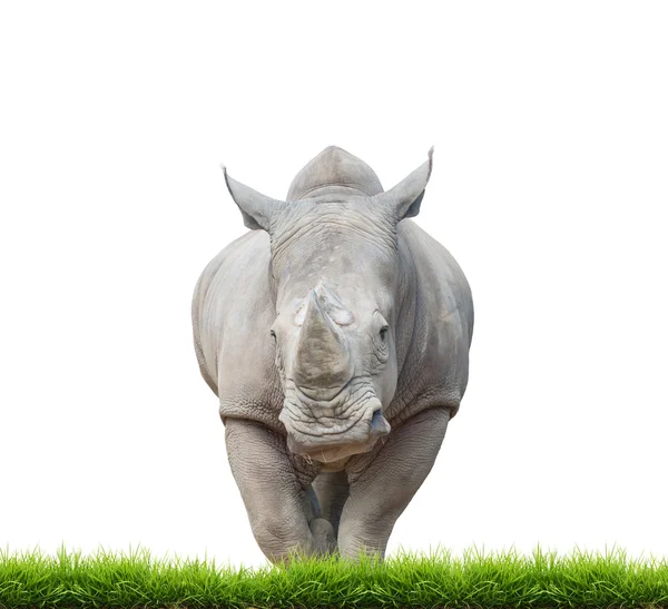 Rhinocéros blanc, rhinocéros à lèvres carrées isolé — Photo