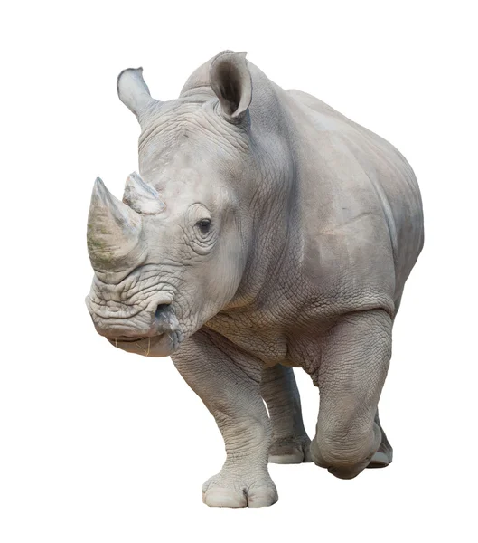 Rinoceronte bianco isolato — Foto Stock