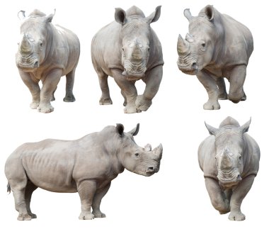 white rhinoceros, square-lipped rhinoceros isolated  clipart