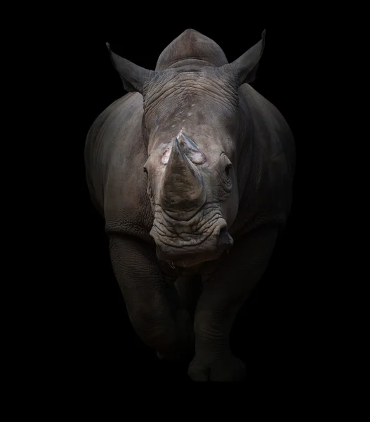 Белый носорог на темном фоне — стоковое фото