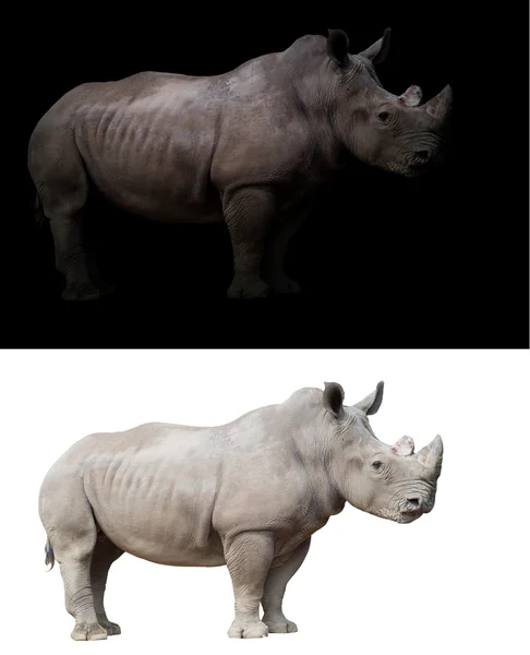 Rhinoceros สีขาวในพื้นหลังสีดําและสีขาว — ภาพถ่ายสต็อก