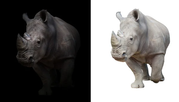 Rhinocéros blanc sur fond noir et blanc — Photo