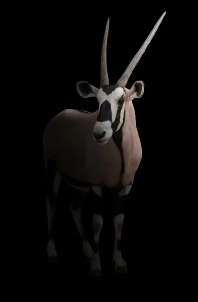 Gemsbok veya Afrika antilobu — Stok fotoğraf