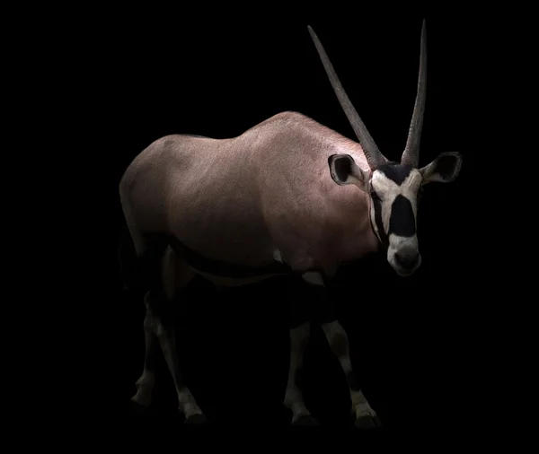 Gemsbok ou oryx — Photo