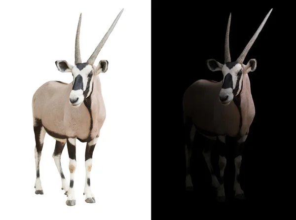 Oryx or gemsbok in dark background — Stock Photo, Image