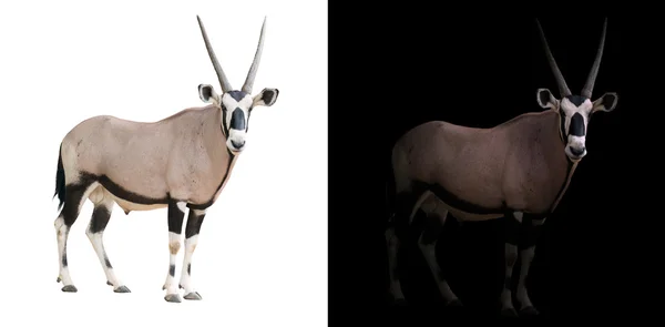Oryx oder Edelbock im dunklen Hintergrund — Stockfoto