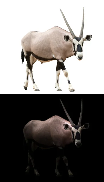Oryx ou gemsbok em fundo escuro — Fotografia de Stock