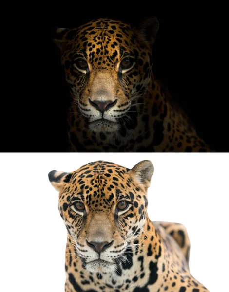 Jaguar på svart och vit bakgrund — Stockfoto