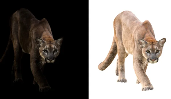 Puma auf schwarzem und weißem Hintergrund — Stockfoto