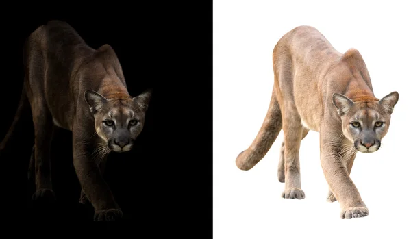Puma siyah ve beyaz arka plan üzerinde