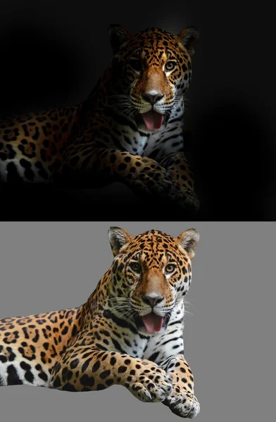 Jaguar na černé a bílé pozadí — Stock fotografie