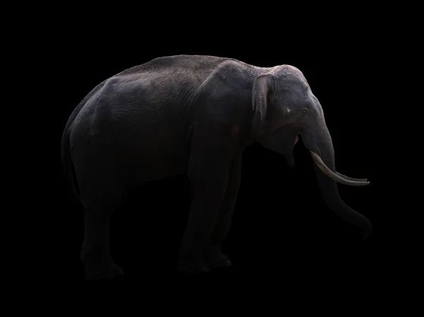 Mężczyzna słoń stojący w porze nocnej — Zdjęcie stockowe