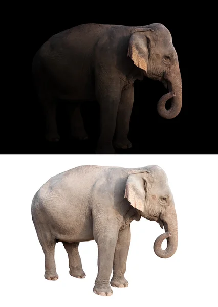 Kvinnliga Asien elefant i den mörka och vita bakgrunden — Stockfoto