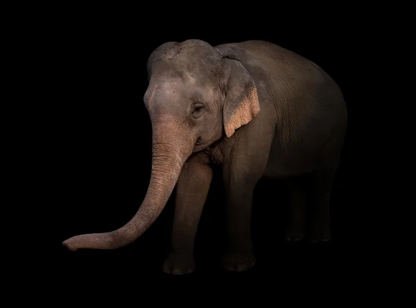 Vrouwelijke Azië olifant in het donker — Stockfoto