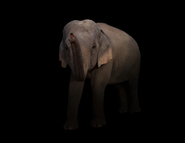 Female asia elephant in the dark — Stock Photo, Image