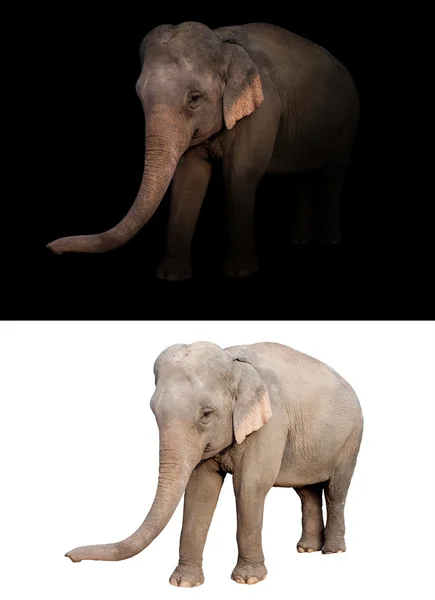 Elefante de asia femenina en el fondo oscuro y blanco — Foto de Stock