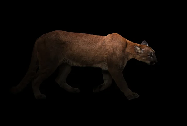 Puma (Panthera onca) i mörkret — Stockfoto