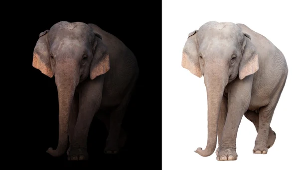 Elefante asiático fêmea no fundo escuro e branco — Fotografia de Stock