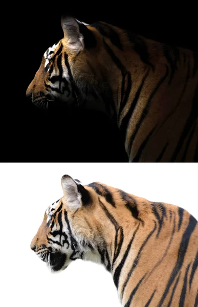 Tigre bengala em fundo escuro e branco — Fotografia de Stock