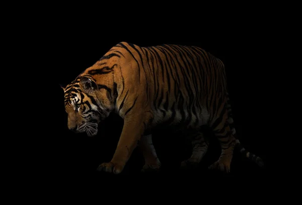 Bengal Tiger i mörk bakgrund — Stockfoto